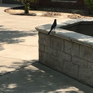 Meet your Posher, Amar